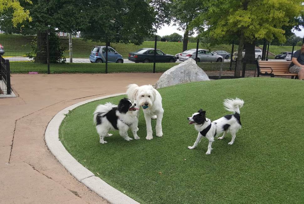 Dogs playing on artificial grass