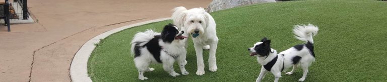 Dogs playing on artificial grass