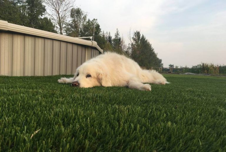 Dog laying down on artificial grass