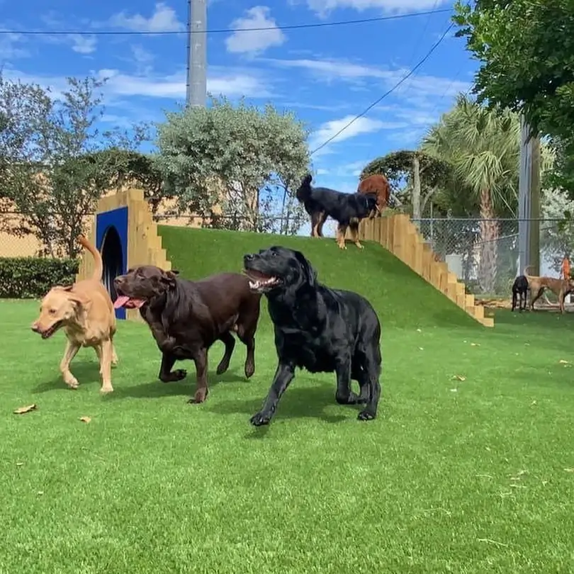 dogs playing on artificial grass lawn