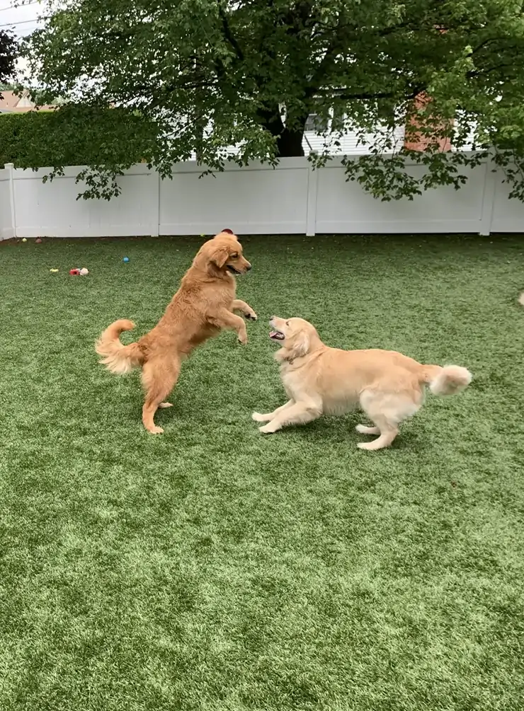 nevada-artificial-pet-turf-faq Dogs playing on artificial grass lawn
